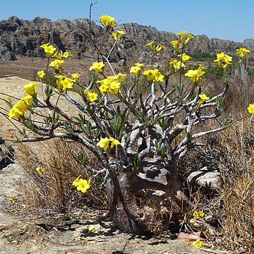 Pachypodium rosulatum unspecified picture