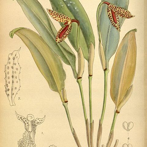 Pleurothallis punctulata unspecified picture