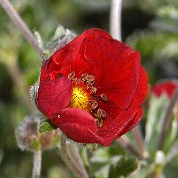 Potentilla nepalensis unspecified picture