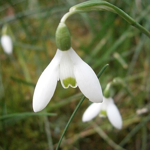 Galanthus reginae-olgae unspecified picture