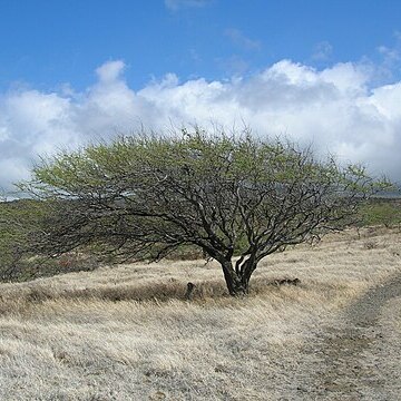 Prosopis pallida unspecified picture