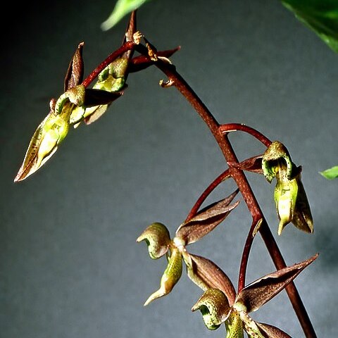 Catasetum aripuanense unspecified picture