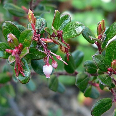 Arctostaphylos nummularia unspecified picture