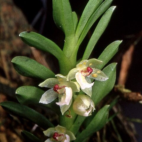 Dichaea campanulata unspecified picture