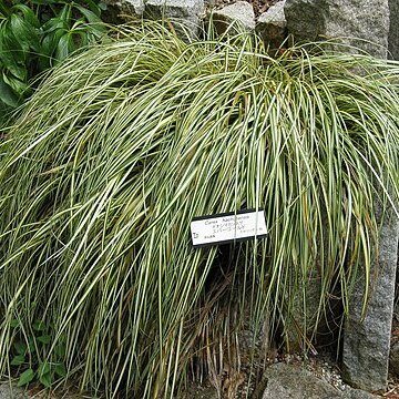 Carex hachijoensis unspecified picture