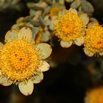 Leucadendron coriaceum unspecified picture