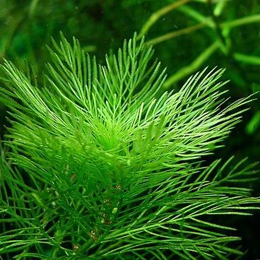 Myriophyllum mattogrossensis unspecified picture