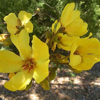 Cochlospermum fraseri unspecified picture