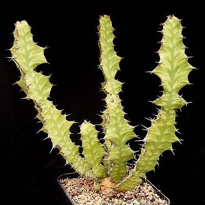 Euphorbia pseudocactus unspecified picture