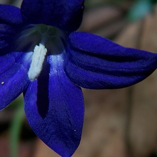 Wahlenbergia gloriosa unspecified picture