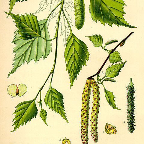 Betula unspecified picture