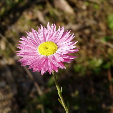 Rhodanthe unspecified picture