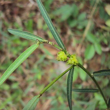 Microstachys chamaelea unspecified picture