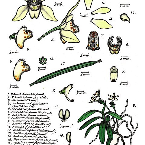 Thrixspermum congestum unspecified picture