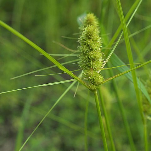 Carex neurocarpa unspecified picture