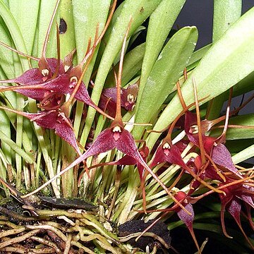 Masdevallia herradurae unspecified picture