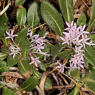 Platycarphella unspecified picture