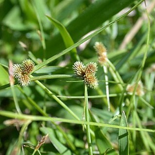 Lipocarpha microcephala unspecified picture