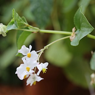 Begonia descoleana unspecified picture