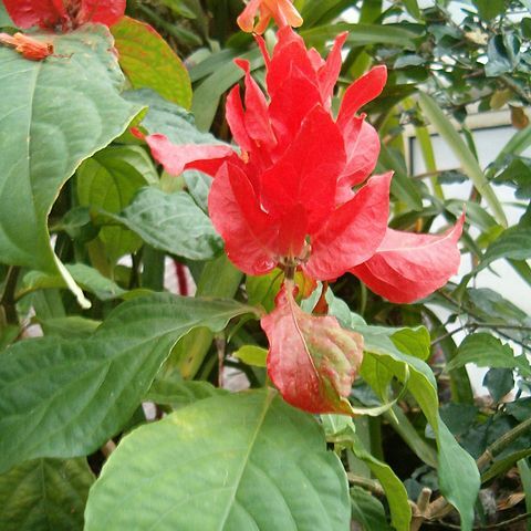 Ruellia chartacea unspecified picture