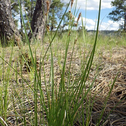 Carex inops subsp. heliophila unspecified picture