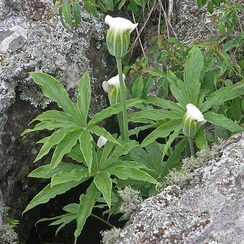 Arisaema enneaphyllum unspecified picture