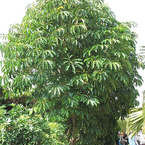 Schefflera pueckleri unspecified picture