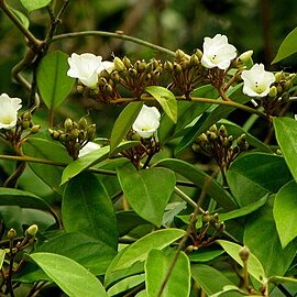 Bonamia agrostopolis unspecified picture