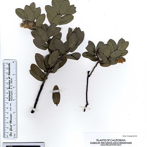 Arctostaphylos hooveri unspecified picture