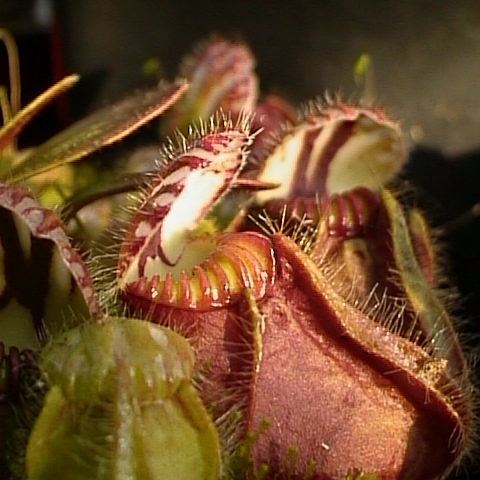 Cephalotus unspecified picture