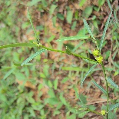 Microstachys chamaelea unspecified picture