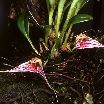 Masdevallia odontocera unspecified picture