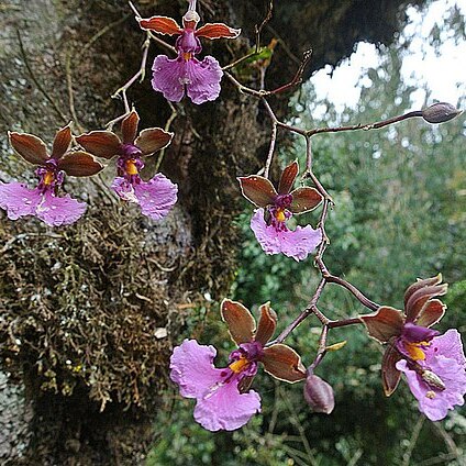 Caucaea olivacea unspecified picture