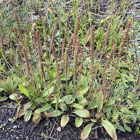 Plantago depressa unspecified picture