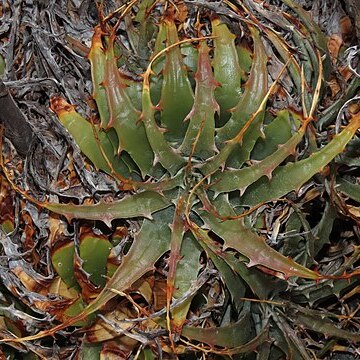 Deuterocohnia chrysantha unspecified picture