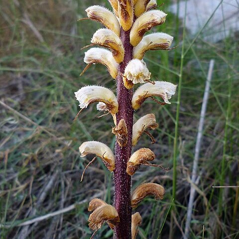 Orobanche ballotae unspecified picture