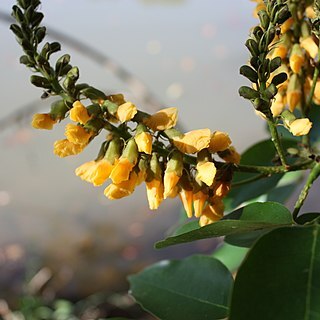 Pterocarpus santalinoides l'hér. ex unspecified picture