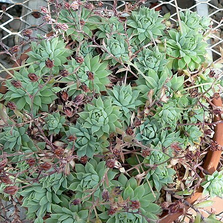 Graptopetalum macdougallii unspecified picture