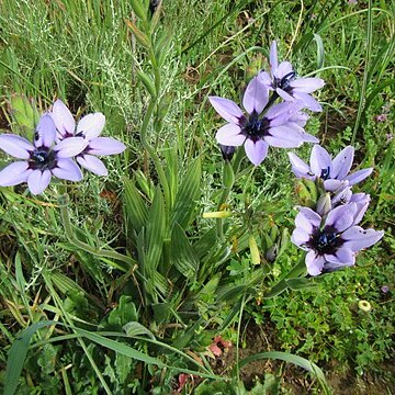 Babiana melanops unspecified picture