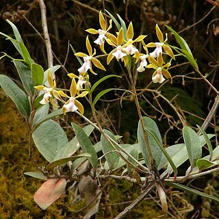 Epidendrum tetraceros unspecified picture