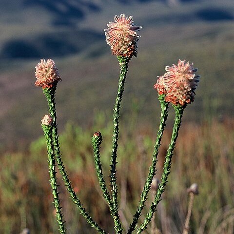 Paranomus longicaulis unspecified picture