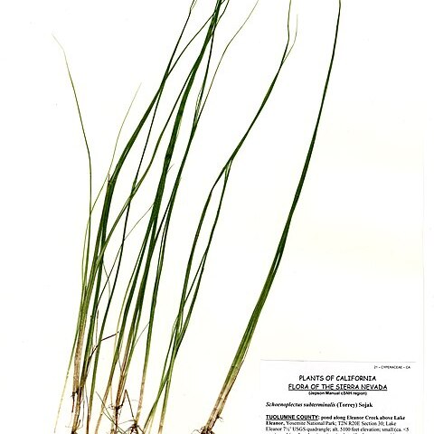 Schoenoplectus subterminalis unspecified picture