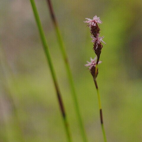 Baloskion pallens unspecified picture