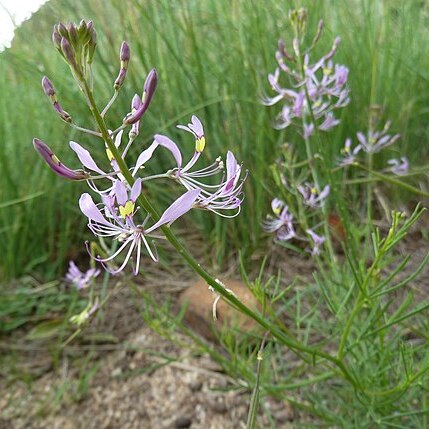 Cleome maculata unspecified picture