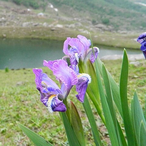 Iris hookeriana unspecified picture