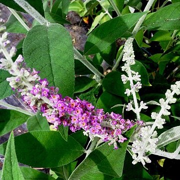 Buddleja stenostachya unspecified picture