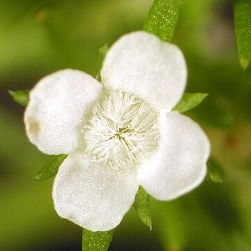 Tetrachondraceae unspecified picture