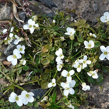 Cardamine corymbosa unspecified picture