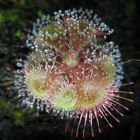 Drosera burmanni unspecified picture