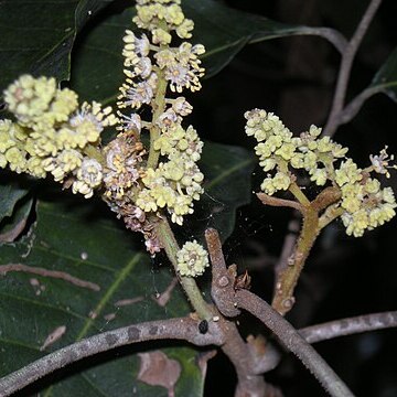 Elattostachys microcarpa unspecified picture